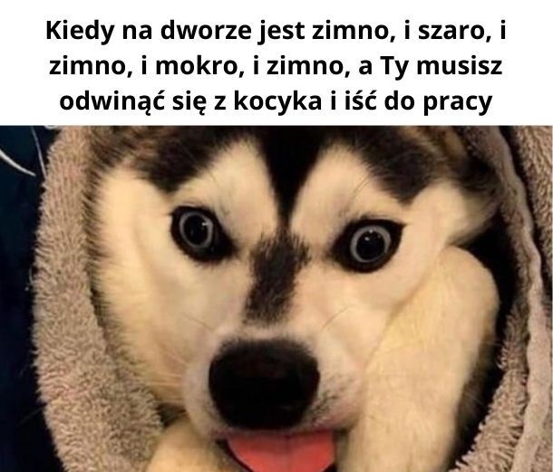 Pies owinięty kocem idzie na dworze